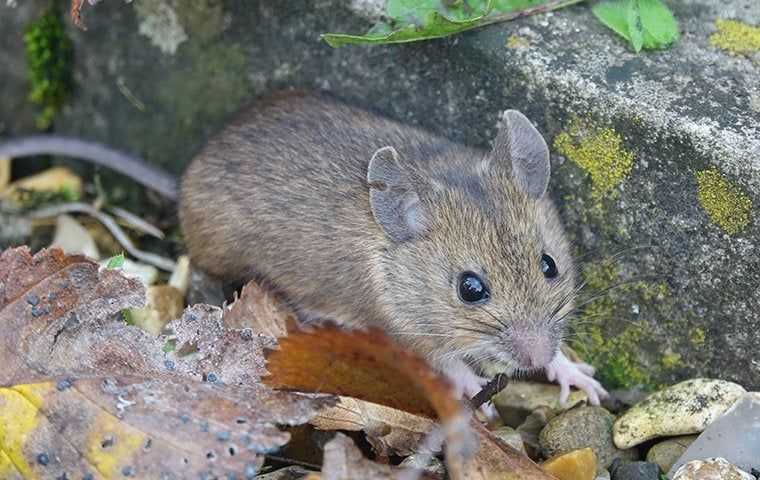 Pest Library Rodents